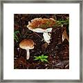 Mushrooms Rising Framed Print