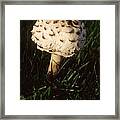 Mushrooms Vi Framed Print