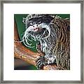 Mustached Monkey Emperor Tamarin Sticking His Tongue Out At Me Framed Print