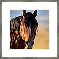Mustang Portrait Framed Print