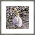 Mute Swan Framed Print