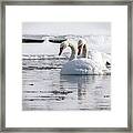 Mute Swan Pair Framed Print