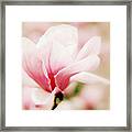 Muted Magnolia Framed Print