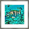 Mutton Snapper Framed Print