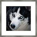 My #blue #eyes #siberian #husky Looking Framed Print