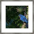 My Bluebird Of Happiness Framed Print