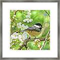 My Little Chickadee In The Cherry Tree Framed Print