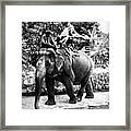 Mya & Donna Ride An Elephant In Thailand Framed Print
