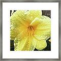 Yellow Day Lily Framed Print