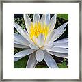 Mystical Lotus Framed Print