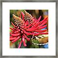 Naked Coral Tree Flower Framed Print