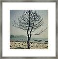 Naked Tree Framed Print