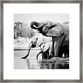 Namibia Elephants Framed Print