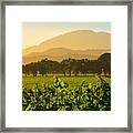 Napa Valley Vineyard At Dusk Framed Print