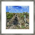 Napa Valley Vineyard - Rows Of Grapes Framed Print