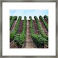 Napa Vineyards Framed Print