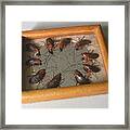 Narcissistic Cockroaches Framed Print