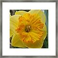 Narcissus Blushing Lady Daffodils Framed Print