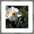 Narcissus Poeticus Framed Print