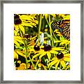 Monarch Butterfly On Yellow Flowers Framed Print