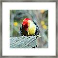 Natural Life Framed Print