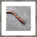 Naturally Bronzed Earthworm Framed Print