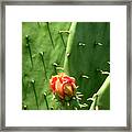 Nature In The Wild - Red Against Green Framed Print