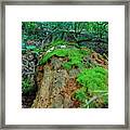 Nature's Art Framed Print