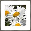 Nature's Beauty 60 Framed Print