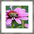 Nature's Beauty 70 Framed Print