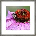 Nature's Beauty 85 Framed Print