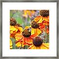 Nature's Beauty 89 Framed Print