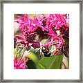 Nature's Beauty 99 Framed Print