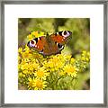 Nature's Beauty Framed Print