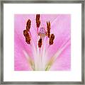 Nature's Canvas Framed Print