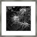 Nature's Decor Framed Print