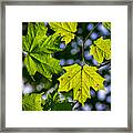 Natures Going Green Design Framed Print