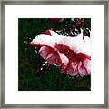 Nature's Ornament Framed Print