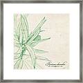 Nerium Oleander Framed Print