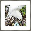Nesting Snowy Egret Framed Print