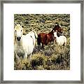 Nevada Wild Horses Framed Print