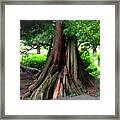New And Old Trees Meet Framed Print