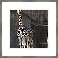 New Baby Giraffe Framed Print