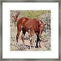 Pacman - A Rescued Foal Framed Print
