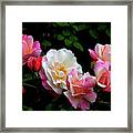 New-roses? Framed Print