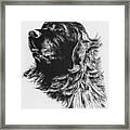 Newfoundland Headstudy Framed Print