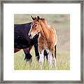Next Generation Of The Mustang Framed Print