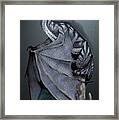 Nickel Dragon Framed Print