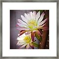 Night Blooming Cereus Framed Print