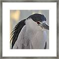 Night Heron Framed Print